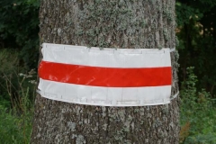 Koroblask na drzewie